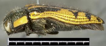 Media type: image;   Entomology 2719 Aspect: habitus lateral view